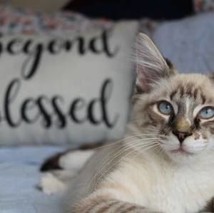 Meet your Posher, Addisen